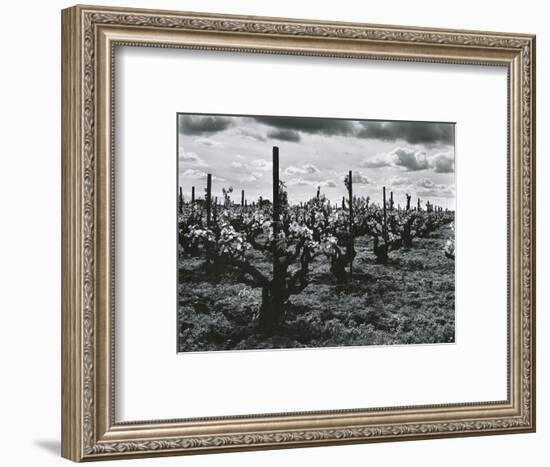 Vineyard, Landscape, c. 1955-Brett Weston-Framed Photographic Print