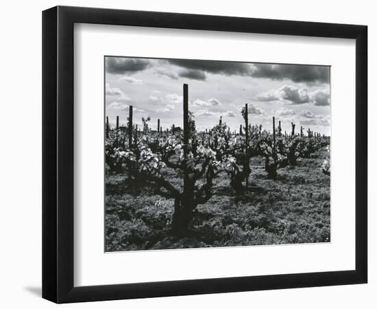 Vineyard, Landscape, c. 1955-Brett Weston-Framed Photographic Print