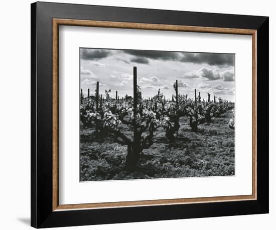 Vineyard, Landscape, c. 1955-Brett Weston-Framed Photographic Print
