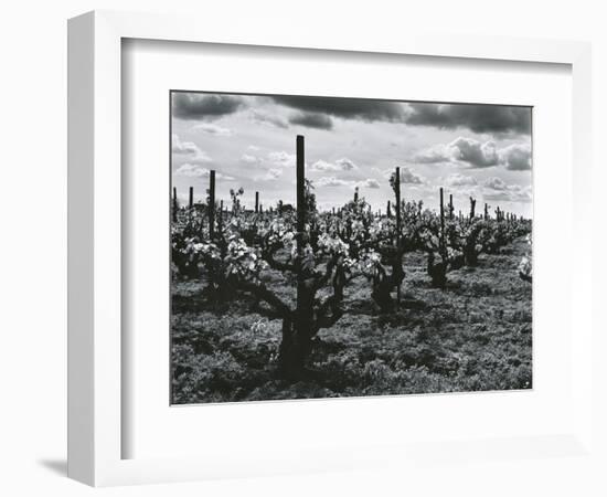 Vineyard, Landscape, c. 1955-Brett Weston-Framed Photographic Print