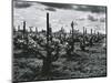 Vineyard, Landscape, c. 1955-Brett Weston-Mounted Photographic Print