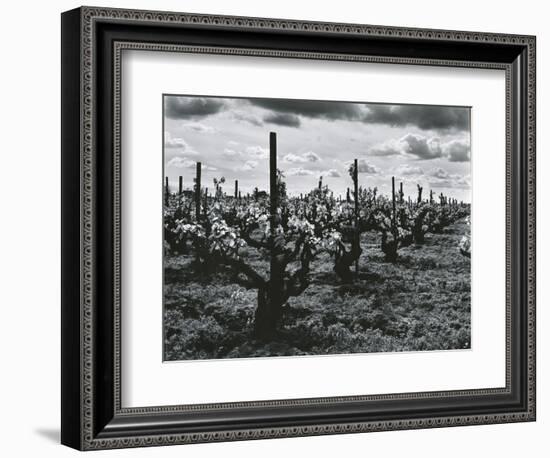 Vineyard, Landscape, c. 1955-Brett Weston-Framed Photographic Print