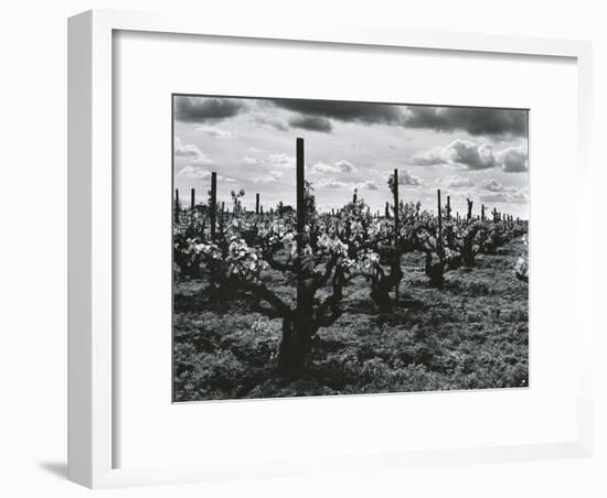 Vineyard, Landscape, c. 1955-Brett Weston-Framed Photographic Print