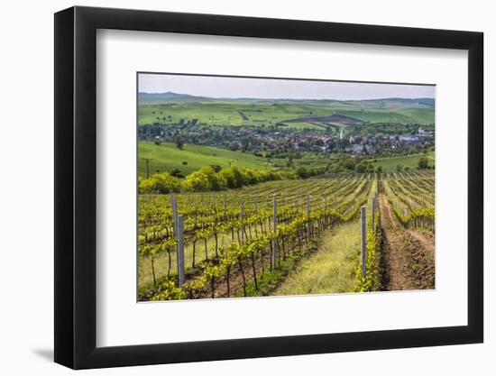 Vineyard Landscape in Transylvania, Near Brasov, Romania, Europe-Matthew Williams-Ellis-Framed Photographic Print