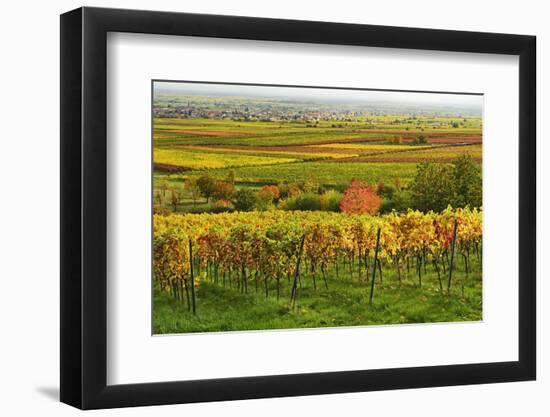 Vineyard Landscape, Near St. Martin, German Wine Route, Rhineland-Palatinate, Germany, Europe-Jochen Schlenker-Framed Photographic Print