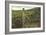 Vineyard, Los Olivos-null-Framed Art Print