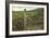 Vineyard, Los Olivos-null-Framed Art Print