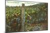 Vineyard, Los Olivos-null-Mounted Art Print