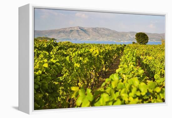 Vineyard, Lumbarda, Korcula Island, Dalmatian Coast, Adriatic, Croatia, Europe-Matthew Williams-Ellis-Framed Premier Image Canvas