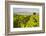 Vineyard, Lumbarda, Korcula Island, Dalmatian Coast, Adriatic, Croatia, Europe-Matthew Williams-Ellis-Framed Photographic Print