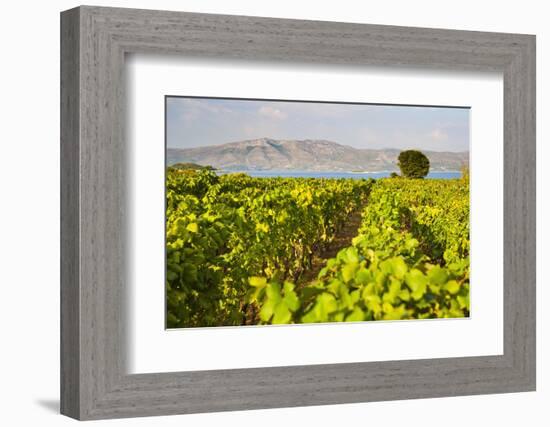 Vineyard, Lumbarda, Korcula Island, Dalmatian Coast, Adriatic, Croatia, Europe-Matthew Williams-Ellis-Framed Photographic Print