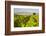 Vineyard, Lumbarda, Korcula Island, Dalmatian Coast, Adriatic, Croatia, Europe-Matthew Williams-Ellis-Framed Photographic Print