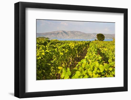 Vineyard, Lumbarda, Korcula Island, Dalmatian Coast, Adriatic, Croatia, Europe-Matthew Williams-Ellis-Framed Photographic Print