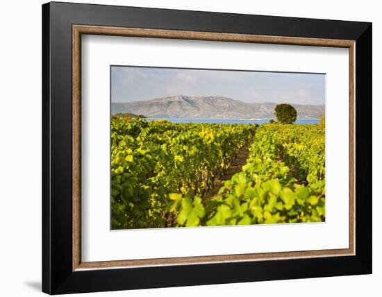 Vineyard, Lumbarda, Korcula Island, Dalmatian Coast, Adriatic, Croatia, Europe-Matthew Williams-Ellis-Framed Photographic Print