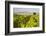 Vineyard, Lumbarda, Korcula Island, Dalmatian Coast, Adriatic, Croatia, Europe-Matthew Williams-Ellis-Framed Photographic Print