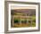 Vineyard, Margaret River, Western Australia, Australia-Doug Pearson-Framed Photographic Print