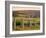 Vineyard, Margaret River, Western Australia, Australia-Doug Pearson-Framed Photographic Print