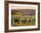 Vineyard, Margaret River, Western Australia, Australia-Doug Pearson-Framed Photographic Print