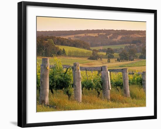 Vineyard, Margaret River, Western Australia, Australia-Doug Pearson-Framed Photographic Print