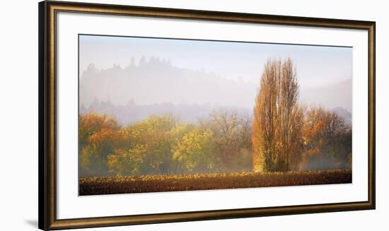 Vineyard Mist-Lance Kuehne-Framed Giclee Print