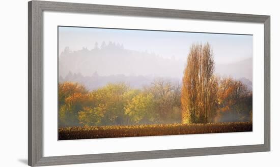 Vineyard Mist-Lance Kuehne-Framed Giclee Print