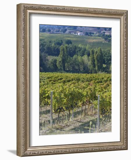 Vineyard, Montefalco, Italy-Rob Tilley-Framed Photographic Print