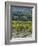 Vineyard, Montefalco, Italy-Rob Tilley-Framed Photographic Print