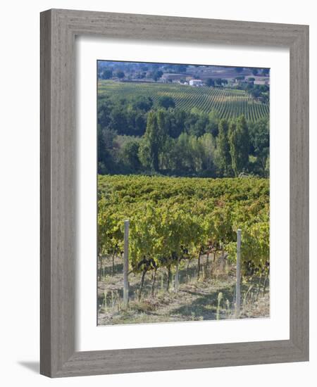 Vineyard, Montefalco, Italy-Rob Tilley-Framed Photographic Print