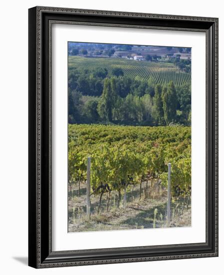 Vineyard, Montefalco, Italy-Rob Tilley-Framed Photographic Print