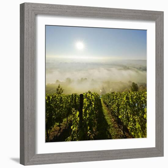 Vineyard, Morning Fog and Sun in the Saale Valley Near Naumburg, Saxony-Anhalt-Andreas Vitting-Framed Photographic Print