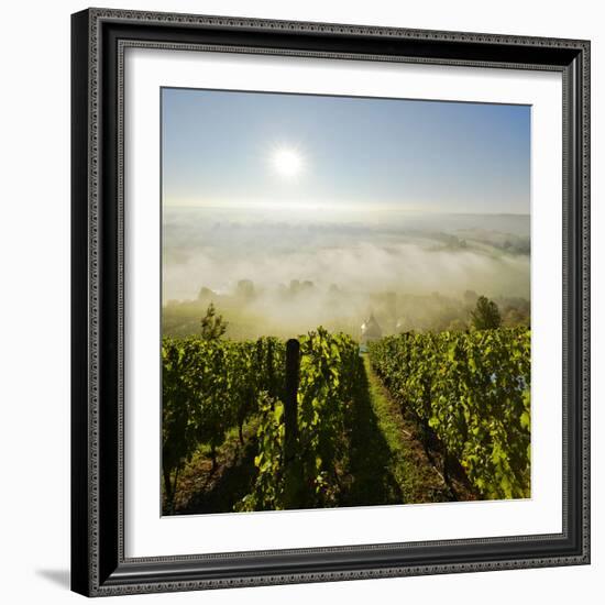 Vineyard, Morning Fog and Sun in the Saale Valley Near Naumburg, Saxony-Anhalt-Andreas Vitting-Framed Photographic Print