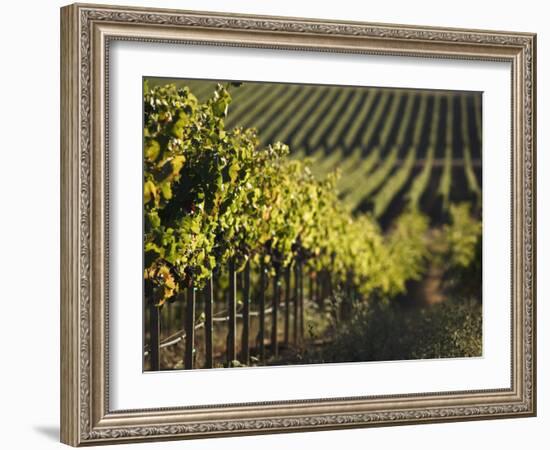 Vineyard, Napa, Napa Valley, California, USA-Walter Bibikow-Framed Photographic Print