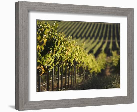 Vineyard, Napa, Napa Valley, California, USA-Walter Bibikow-Framed Photographic Print