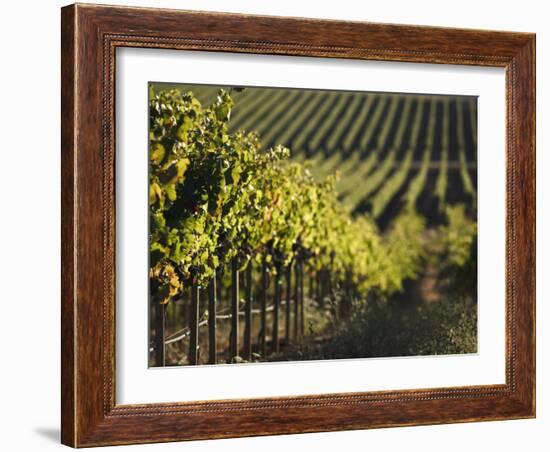 Vineyard, Napa, Napa Valley, California, USA-Walter Bibikow-Framed Photographic Print