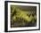 Vineyard, Napa, Napa Valley, California, USA-Walter Bibikow-Framed Photographic Print