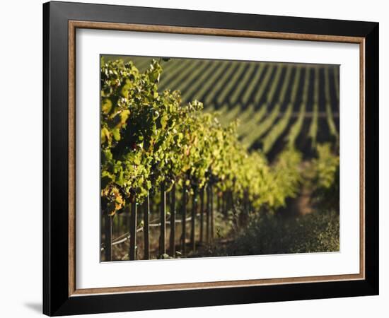 Vineyard, Napa, Napa Valley, California, USA-Walter Bibikow-Framed Photographic Print