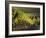 Vineyard, Napa, Napa Valley, California, USA-Walter Bibikow-Framed Photographic Print