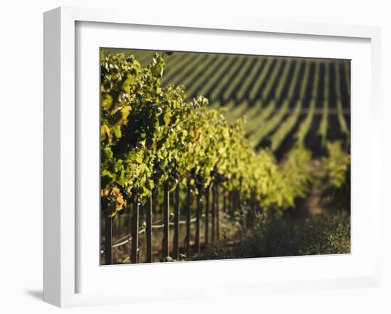 Vineyard, Napa, Napa Valley, California, USA-Walter Bibikow-Framed Photographic Print