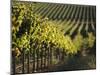 Vineyard, Napa, Napa Valley, California, USA-Walter Bibikow-Mounted Photographic Print