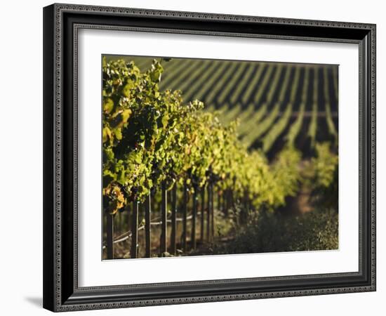 Vineyard, Napa, Napa Valley, California, USA-Walter Bibikow-Framed Photographic Print