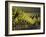 Vineyard, Napa, Napa Valley, California, USA-Walter Bibikow-Framed Photographic Print