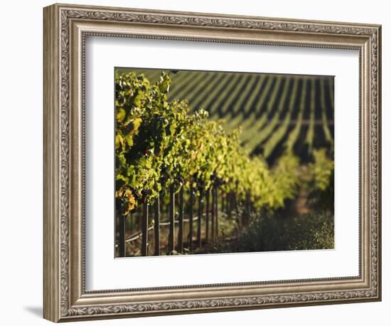 Vineyard, Napa, Napa Valley, California, USA-Walter Bibikow-Framed Photographic Print