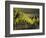 Vineyard, Napa, Napa Valley, California, USA-Walter Bibikow-Framed Photographic Print