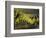 Vineyard, Napa, Napa Valley, California, USA-Walter Bibikow-Framed Photographic Print