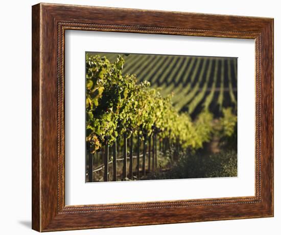 Vineyard, Napa, Napa Valley, California, USA-Walter Bibikow-Framed Photographic Print