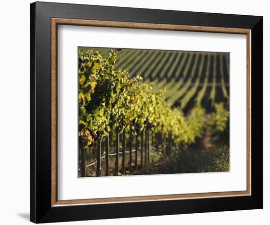 Vineyard, Napa, Napa Valley, California, USA-Walter Bibikow-Framed Photographic Print