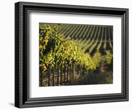 Vineyard, Napa, Napa Valley, California, USA-Walter Bibikow-Framed Photographic Print