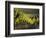 Vineyard, Napa, Napa Valley, California, USA-Walter Bibikow-Framed Photographic Print