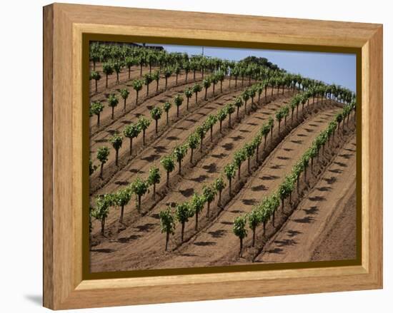 Vineyard, Napa Valley, California, USA-Doug Traverso-Framed Premier Image Canvas