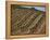 Vineyard, Napa Valley, California, USA-Doug Traverso-Framed Premier Image Canvas